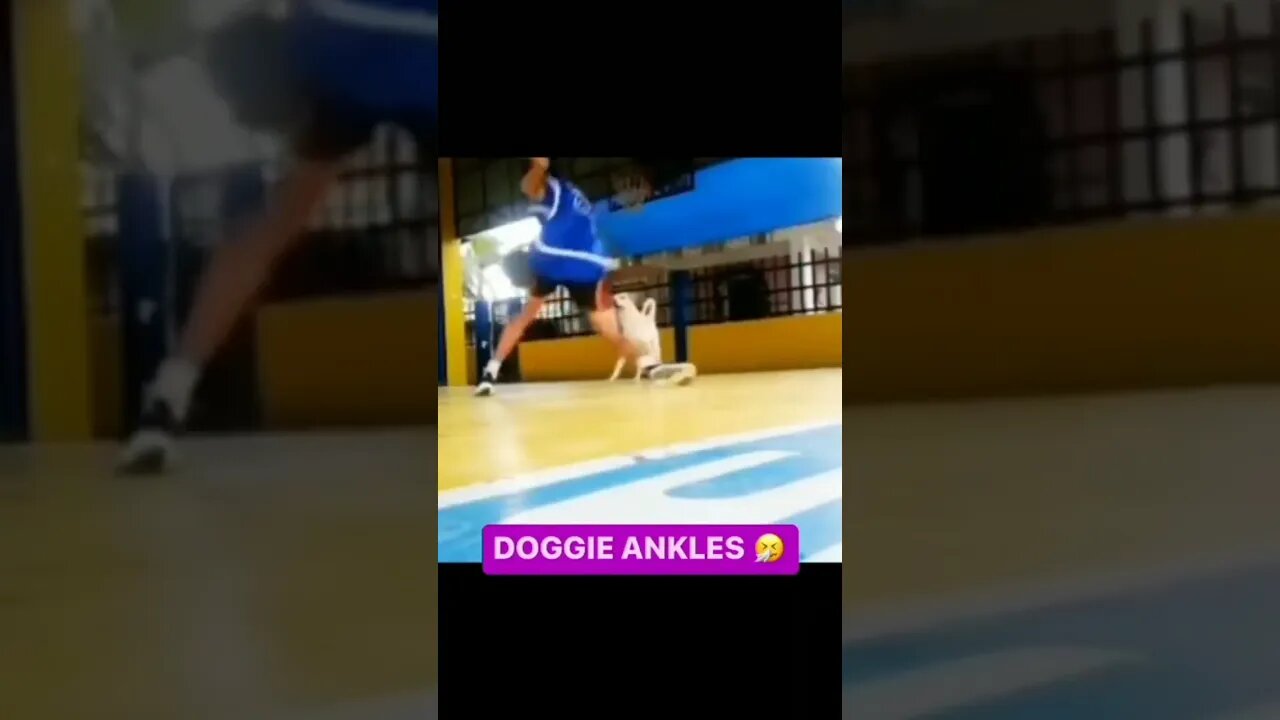 I crossed over my dog.