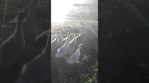 Goslings at the break of dawn