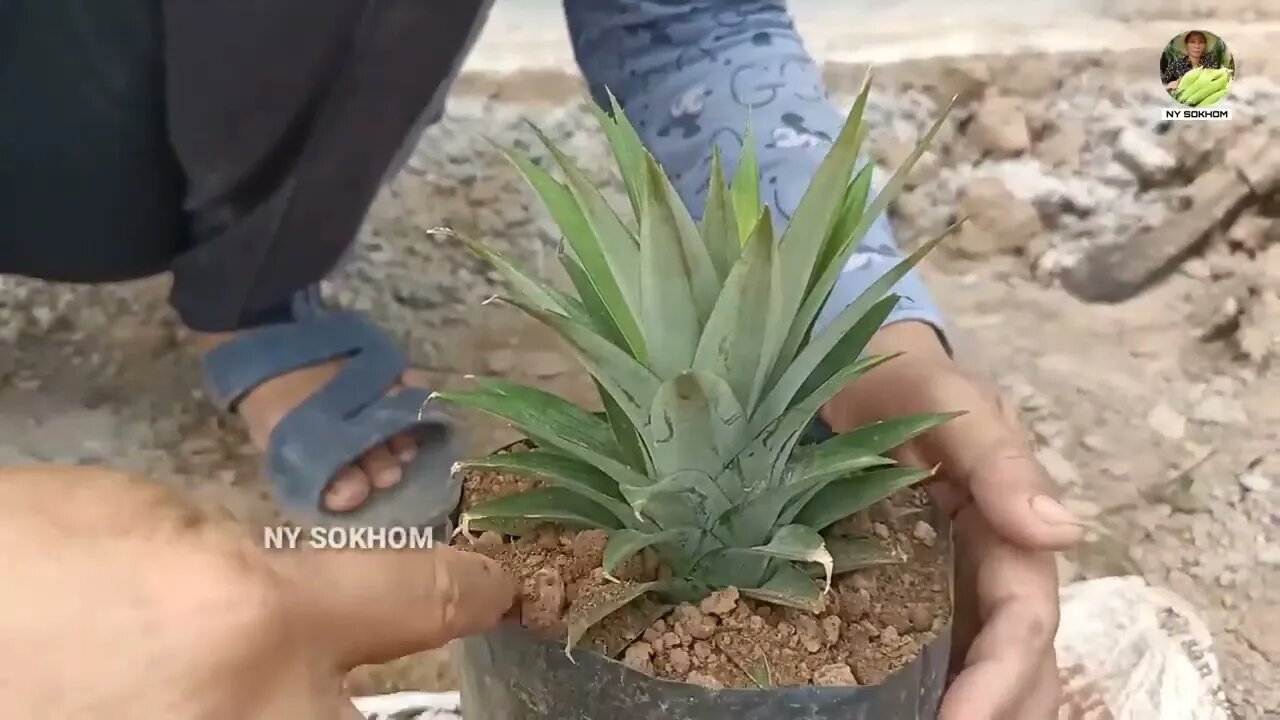 How to Grow Pineapple with Water at Home