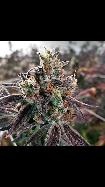 sHadOw Banning Pfff???? Ur Crazi