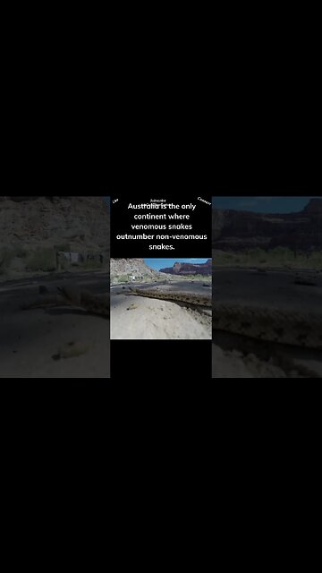 There are actually more venomous snakes in Australia than non venomous snakes #snakes #shorts