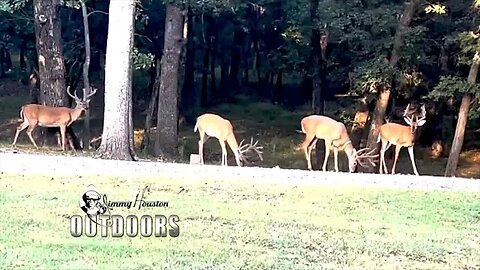 Eagle Babies and Buck in a Heat Wave!