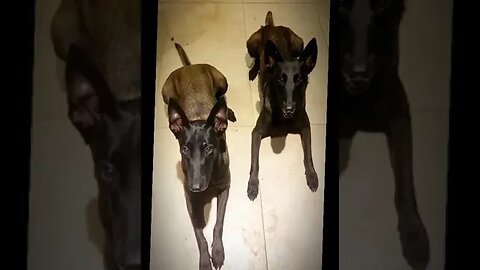 Petisco da noite: Ovos de Cordorna