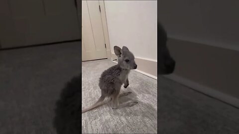 Hopping Joys: A Delightful hoping Baby Kangaroos