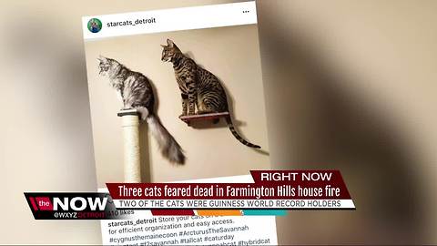 Record-breaking cats feared dead after metro Detroit house fire