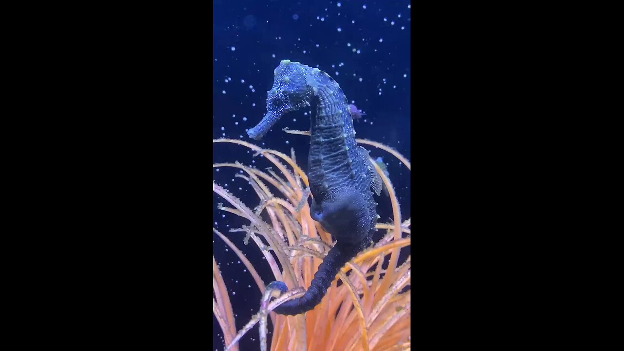 male seahorse live birth video