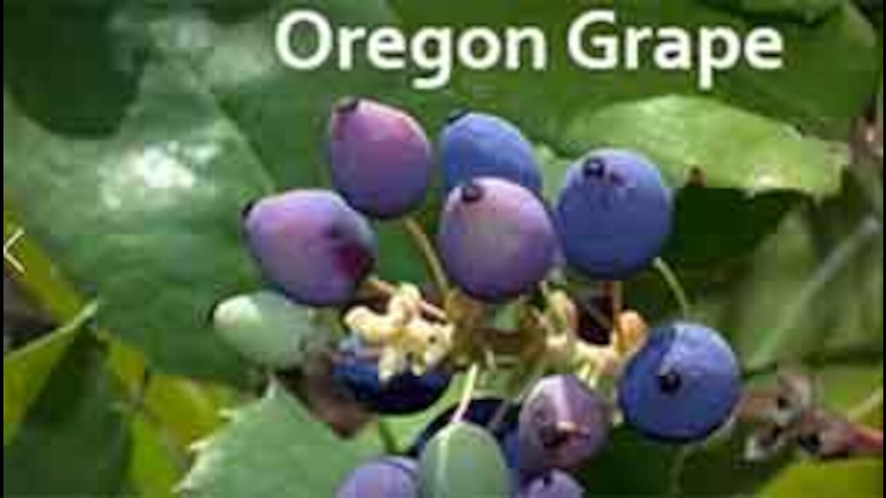 PFTTOT Part 138 Oregon Grape and Purslane