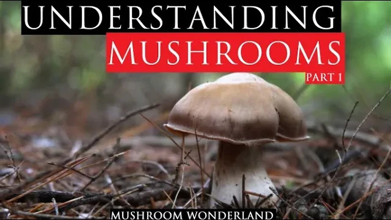 Understanding Mushrooms: Part 1