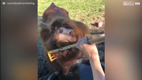 Touro adora que lhe cocem o pelo com ancinho