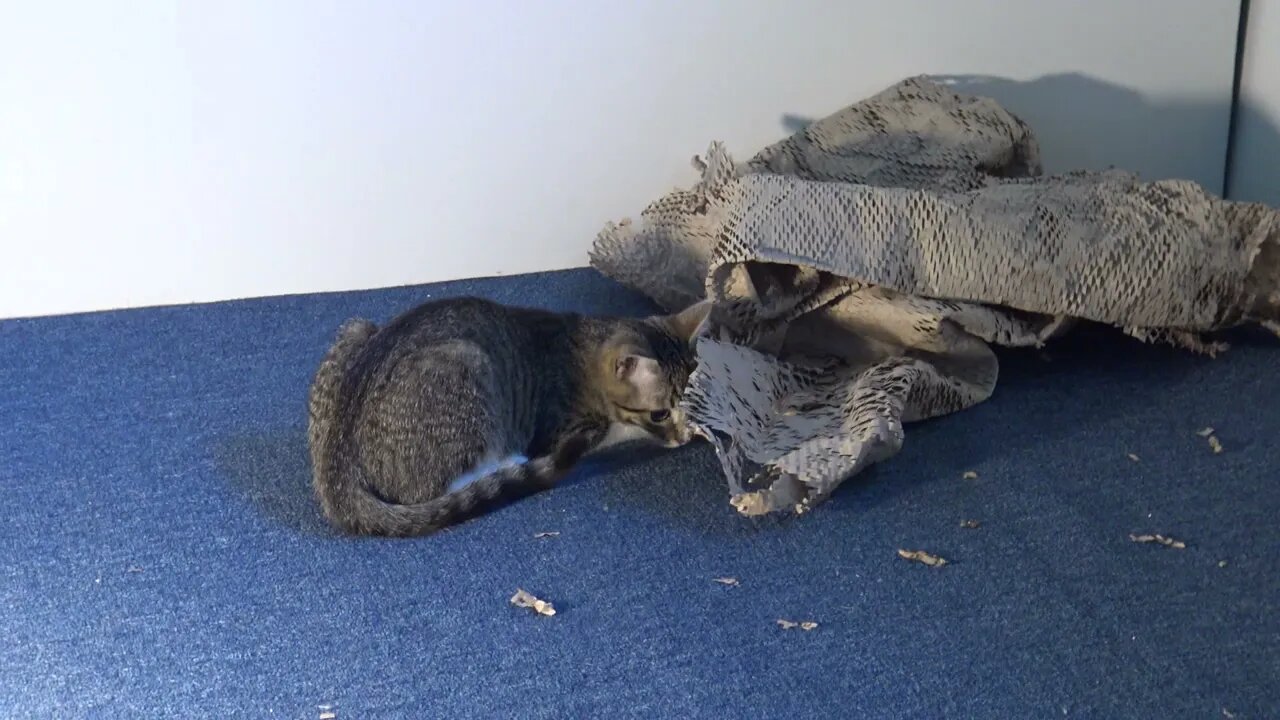 Funny Kitten Plays With Wrapping Paper