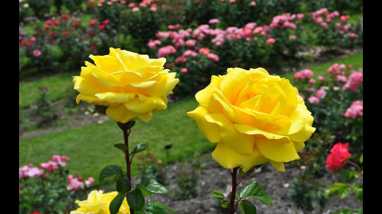 Beautiful roses and christian music