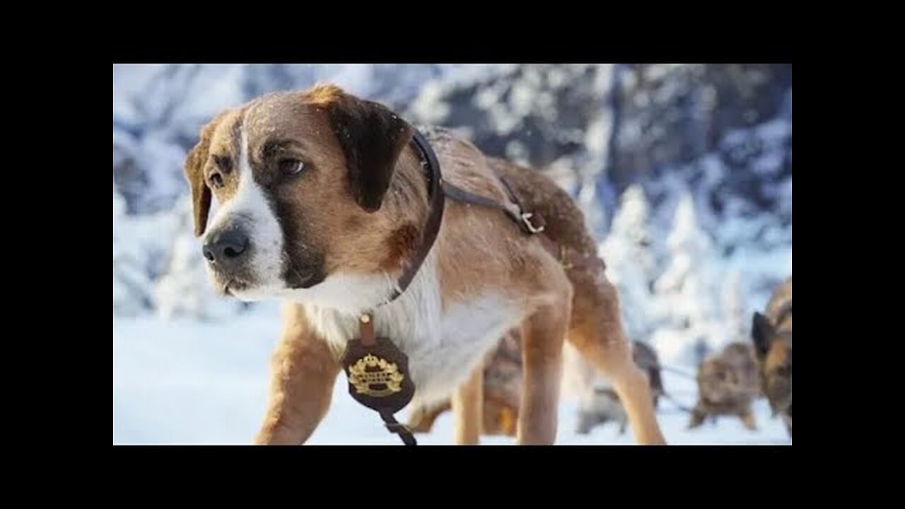 Best Action Movies 2023 | Brave Dog | Best Hollywood Action Movie Of All Time 2023