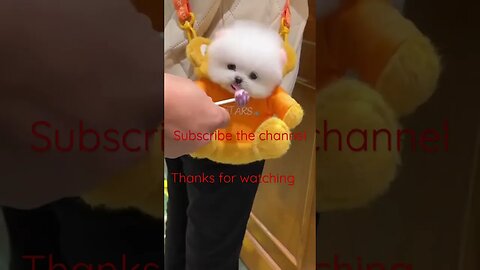 Cute dog eating toffee#entertainment #youtube #youtubeshorts #youtuber