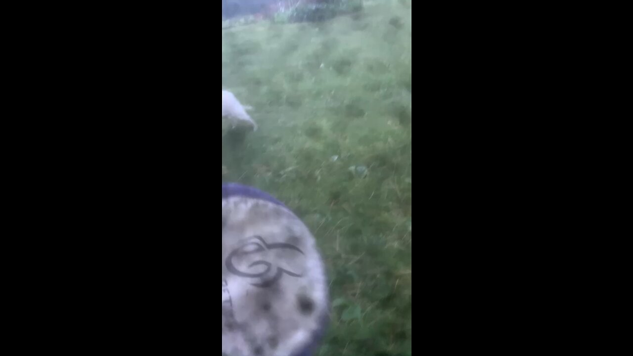 dogs!