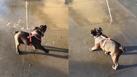 Funny pappy are playing with water 🐶