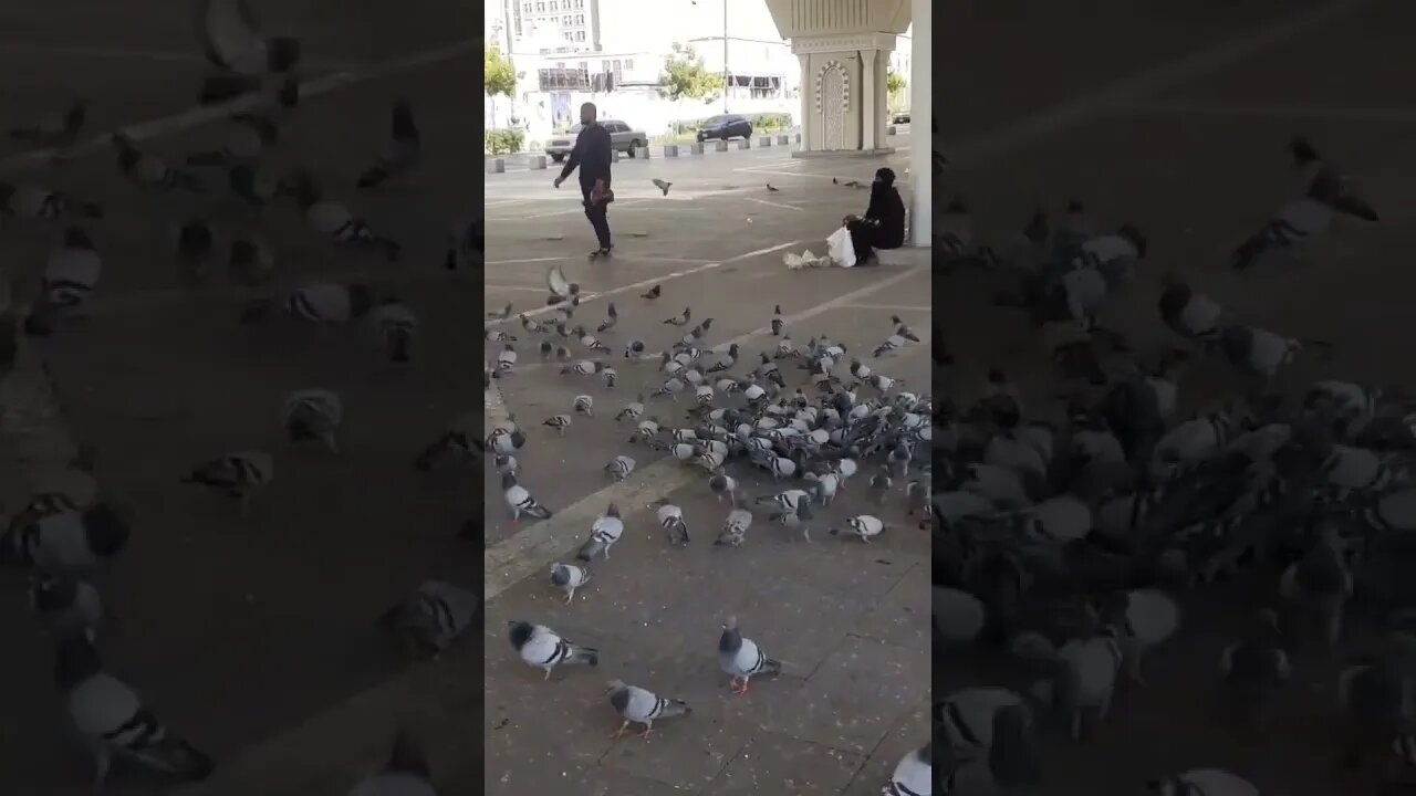 Hujjaj loves to provide food to pigeons: Near Masjid e Nabawi | Madinah