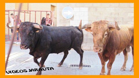 MALLEN (ZARAGOZA) MATINAL DESENCAJONAMIENTO DE TOROS ( SABADO 10 SEPTIEMBRE 2022 ) MERINO