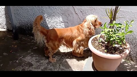 #dogshow , #animals , #dogs