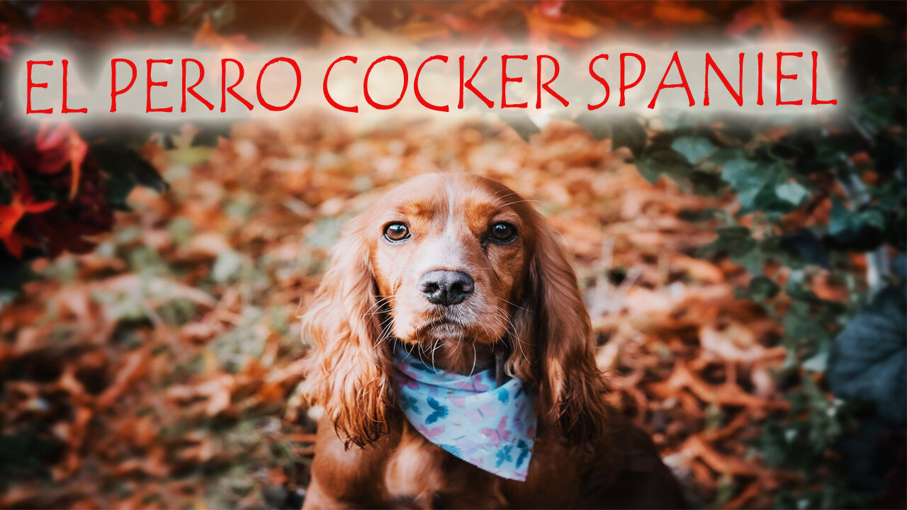 1️⃣0️⃣ CURIOSIDADES🧐 DE LA RAZA DE PERRO COCKER 🐶 Que te Sorprenderán😍 (hermosas fotos📸 wallpaper 💗)