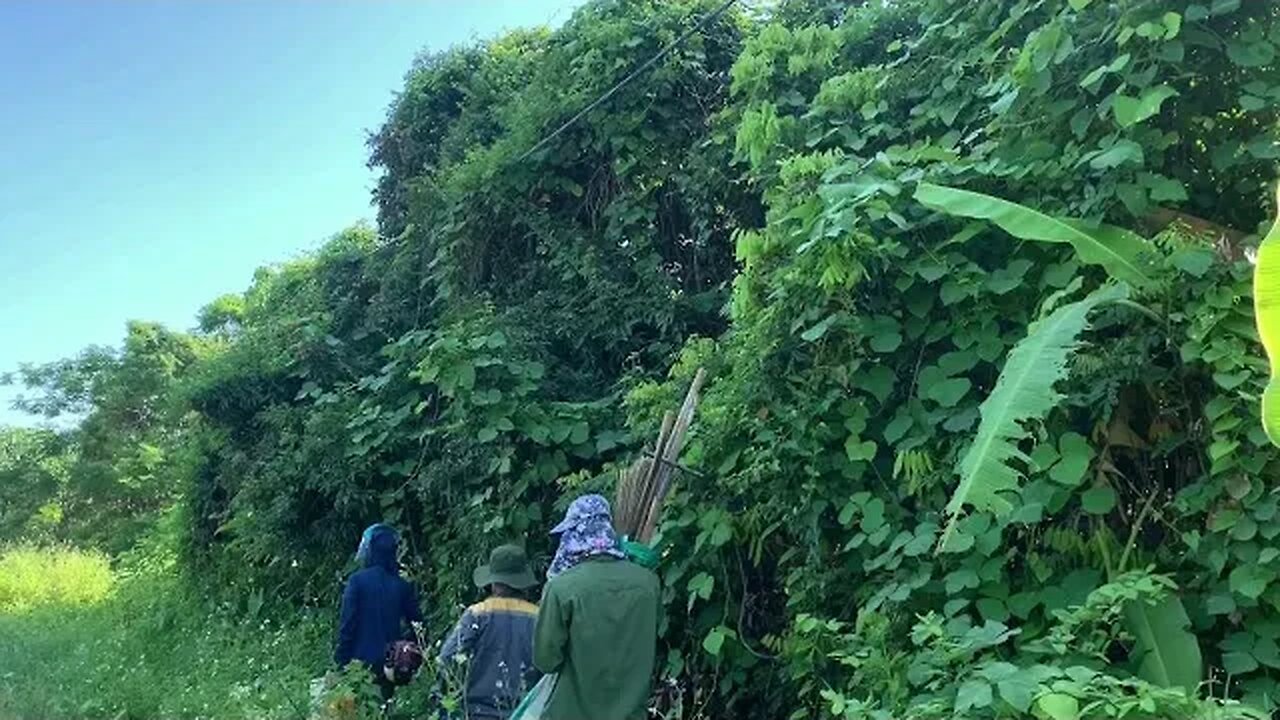 Remove the overgrown trees that cover the abandoned house Clean up the house Transform the garden