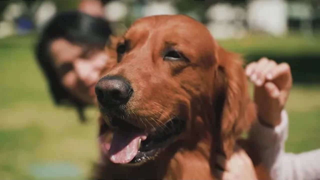 GOLDEN RETRIEVER OU BORDER COLLIE QUAL É O MAIS INTELIGENTE?