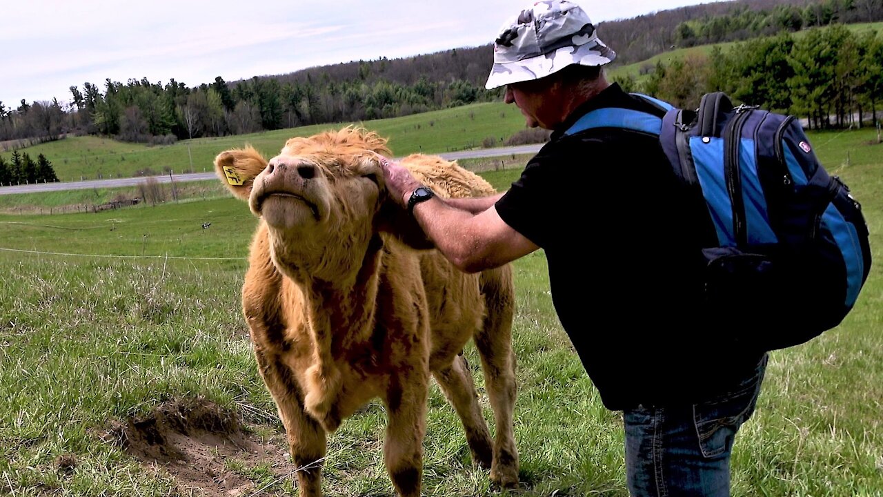 Cow with itchy face seeks help from her human friend