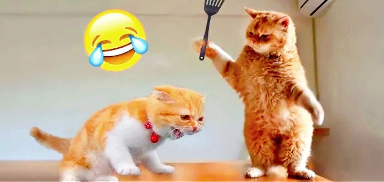 Most funniest cats ever can't control to laugh🤣