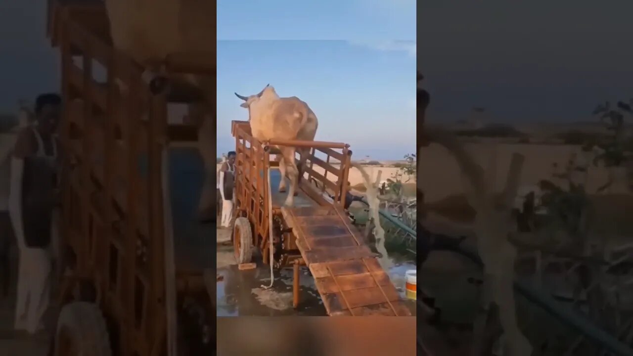 Genius 🐮🐄 Renewable Energy 🤯🤯🤯 #shorts #animals #fun #video
