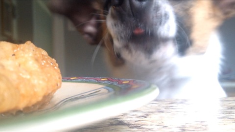 Chris the Dog Jumping for Chicken (Mine Mine Mine)