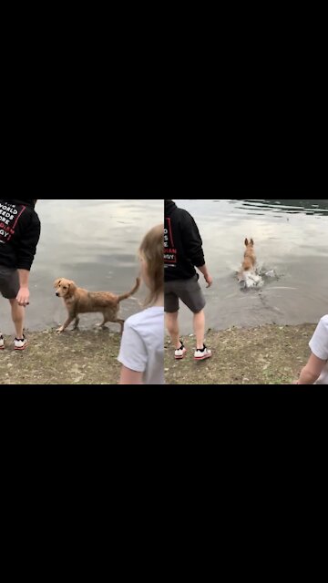 Adorable Puppy's first swim