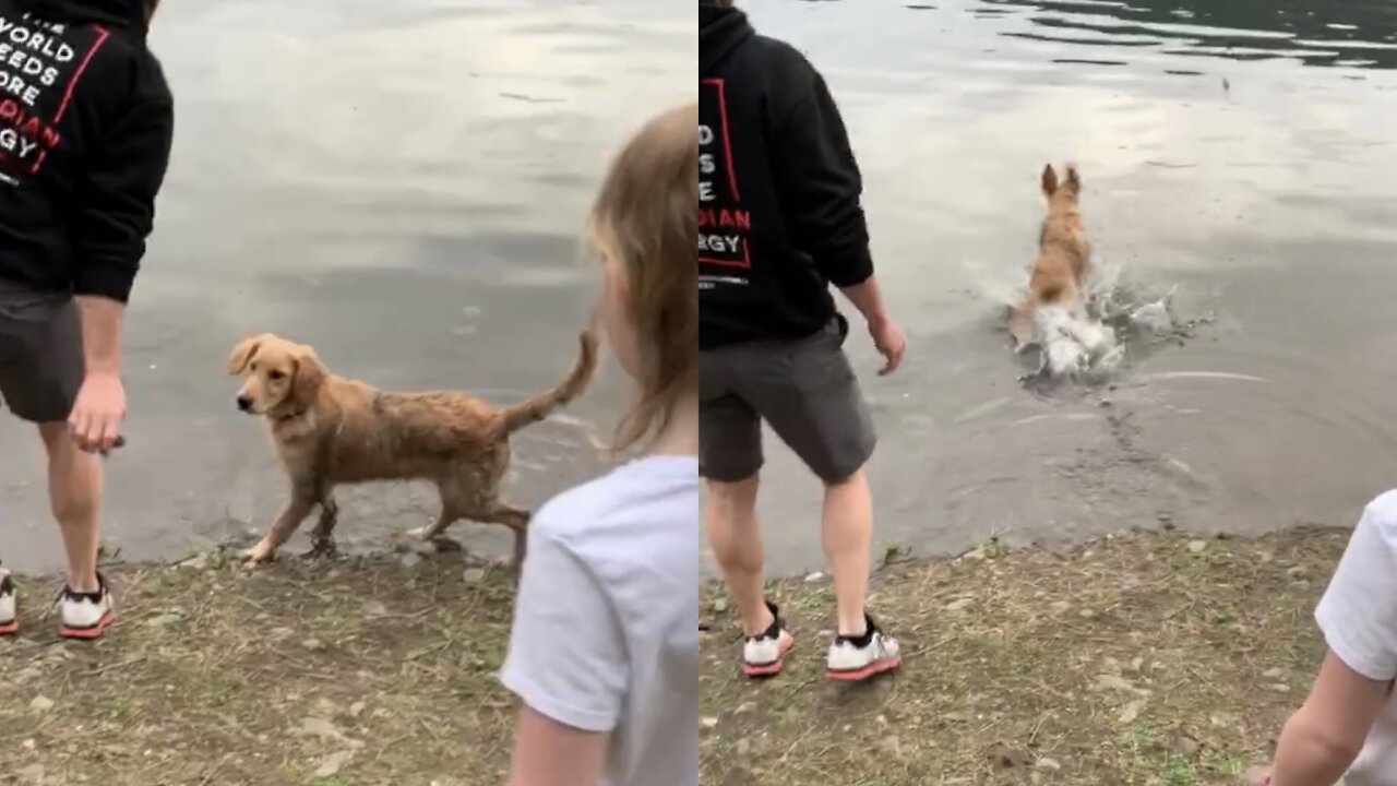 Adorable Puppy's first swim