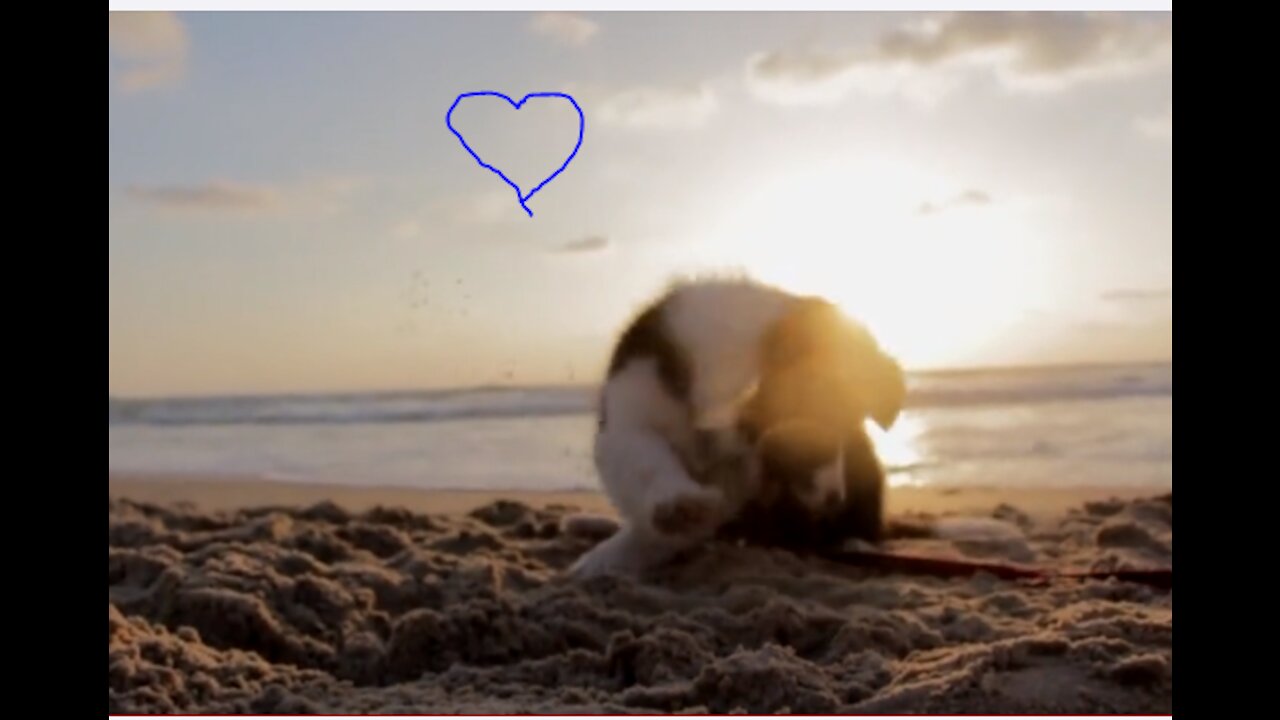 Baby Dogs - Cute and Funny Dog Videos Compilation #5