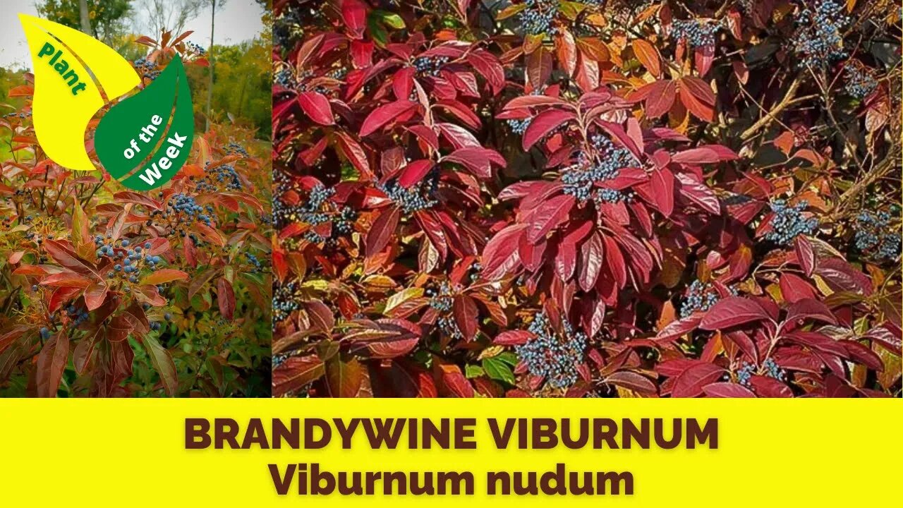 BRANDYWINE VIBURNUM | Viburnum nudum by Proven Winners