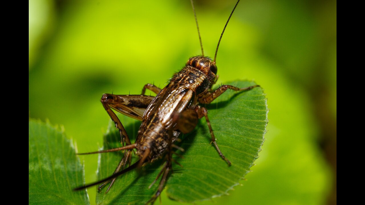 EAT ZE BUGS, DRINK ZE SEWAGE, FREEZE AND STARVE TO DEATH THIS DARK WINTER