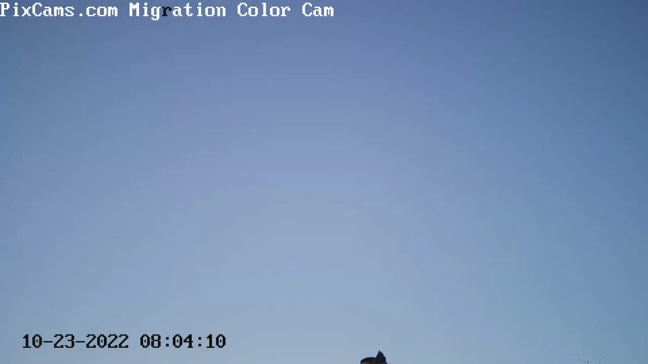Crows Flying on Optical Migration Cam @ 8:04 AM 10/23/2022