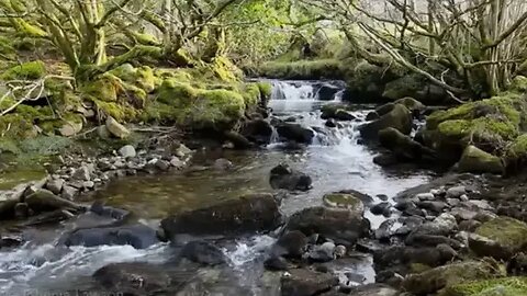 Living Waters Above the Firmament Broken Cisterns Below- Stump in the Earth