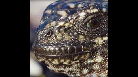 Iguana vs Snakes