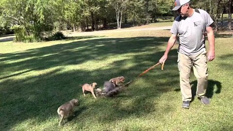 Norwood’s pups out of Zane x Honey @ 7 wks