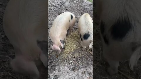 Pigs eating hay! #pigs #pigfarmvideo #pig #hog #hogfarming #hay #shorts