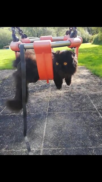 Cat On A Leash Chills Out On Park Swing