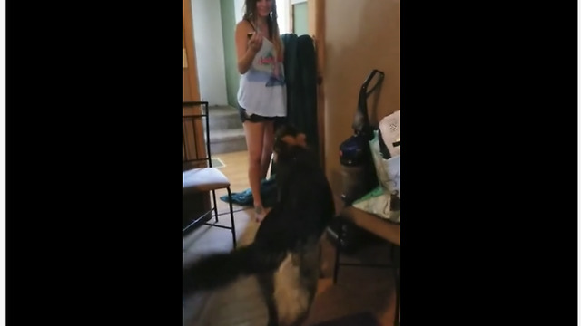 German Shepherd sabotages 'What The Fluff' challenge