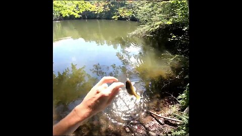 tiny lure for panfish