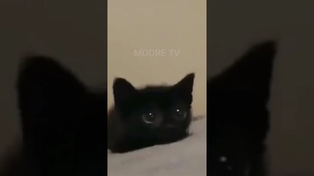 MOORE TV | Hi I'm Dory 😺