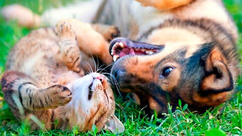 How to train your dog to get along with your cat and build a lasting relationship