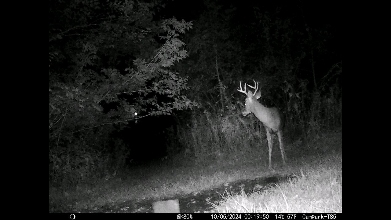 Buck Deer 10-05-2024