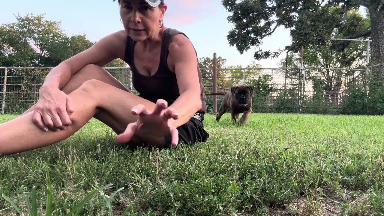 Training puppy not to bite LonelyCreek Bullmastiff #PuppyTraining #PuppyBiting Bruno x Serenity 