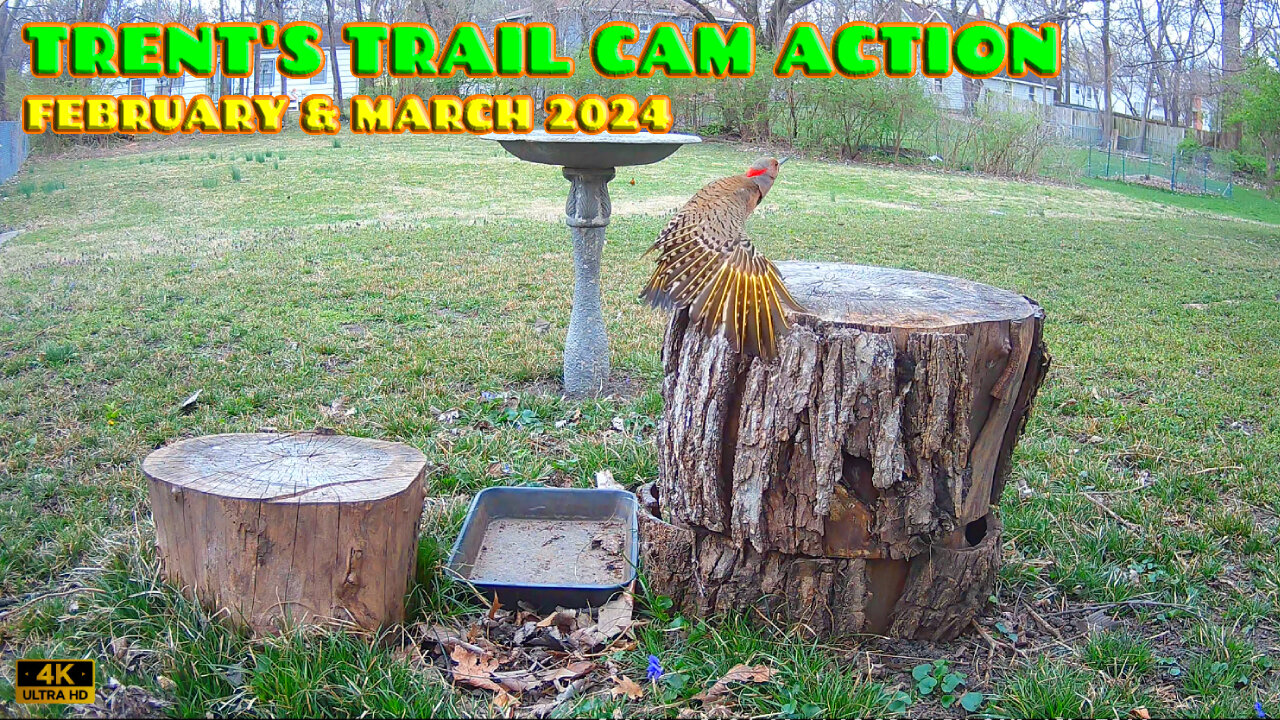 Trent's Trail Cam Action - February & March 2024