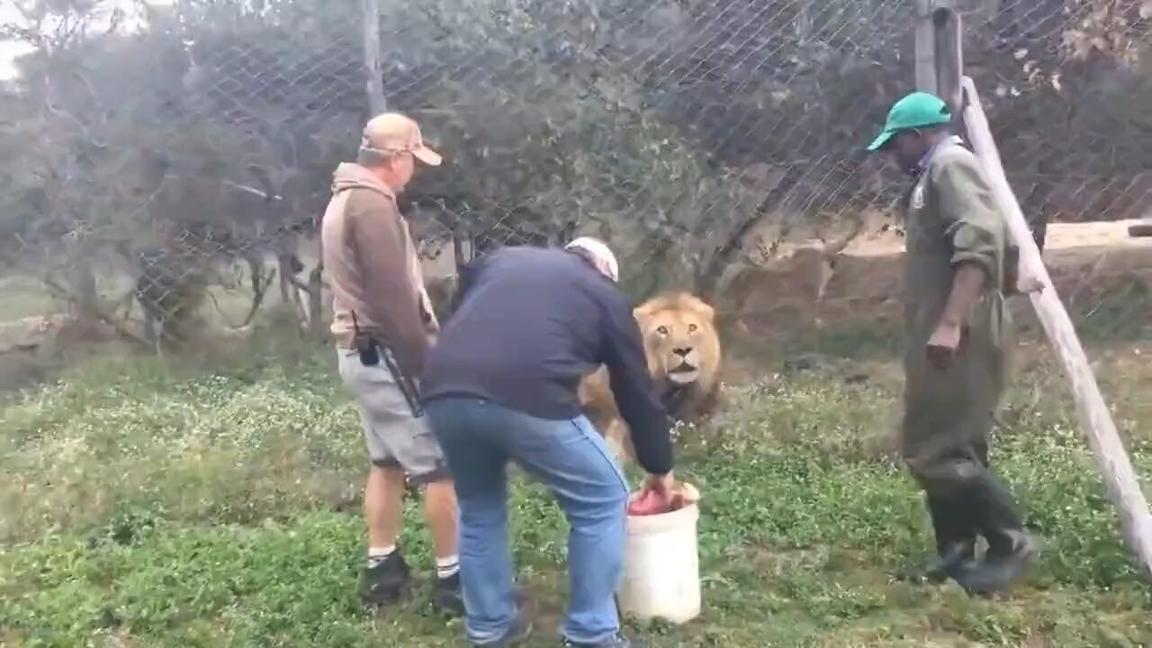 Lion wants to eat a man