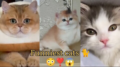 Funniest cats video Awesome animal short video