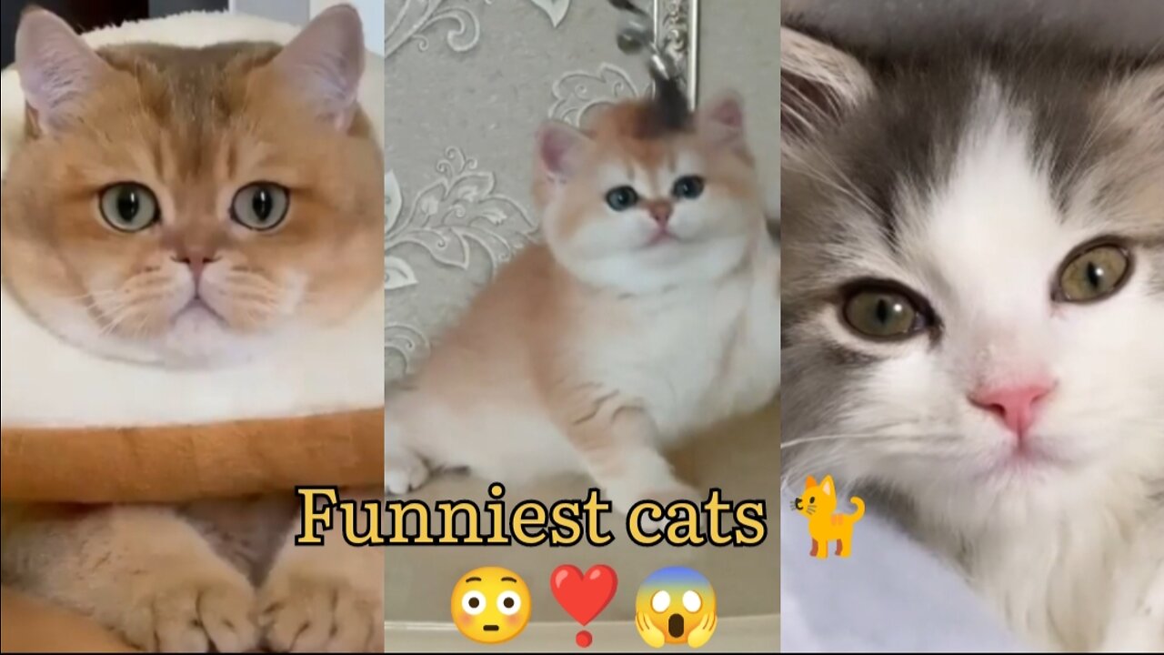 Funniest cats video Awesome animal short video